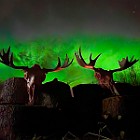 Moose Firelight